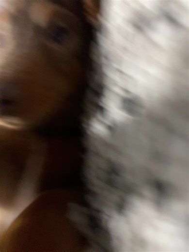 #weinerdog #funny #dog # | dog videos