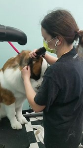 Full Service Grooming. Face rubs included! | The Dapper Dog Grooming