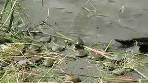 147K views · 626 shares | So many babies!!!! | Animal Planet | Facebook