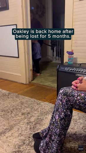 Lost Dog's Emotional Reunion After 5 Months