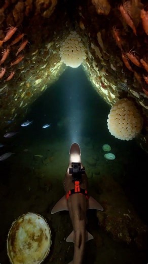 Goblin Shark POV: Deep Sea Cave Exploration With a Micro Research Camera 🦈🌊