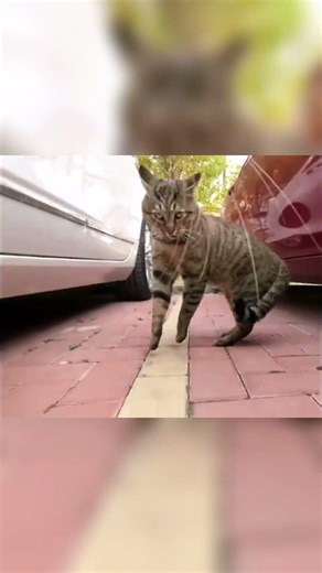 Ranking the Craziest Cat Attacks😼