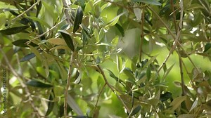 The olive, known by the botanical name Olea europaea, meaning european olive, is a species of small tree in the family Oleaceae.