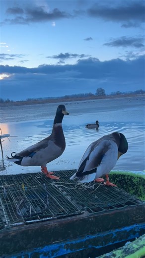 Chasseur et Gabion : Techniques de Chasse 🦆❄️