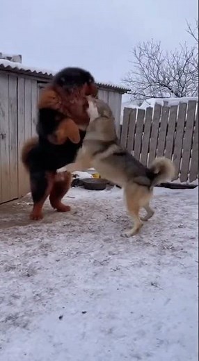 The Tibetan Mastiff makes a determined lunge and the wolf is pinned to the ground.