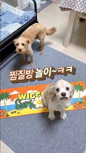 [소소한일상] 엄마의 장난끼- 찜질방놀이 #몰리네 #강아지와고양이가함께사는집 #찜질방놀이 #엄마는못말려 #오늘도행복하게