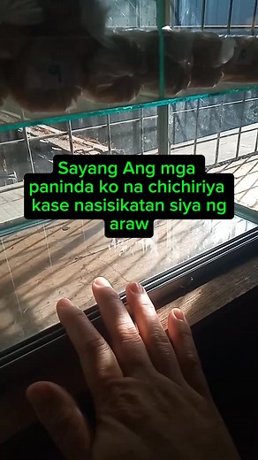 Lugi na kapag Ang mga chichiriya mo ay nasisikatan ng araw #tenderadezamboanga #reels #chichiriya #lugi | Tendera De zamboanga