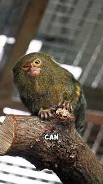 The smallest animal in the world!
