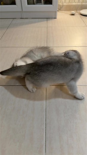 فيديوهات أنشأها fhf (@fh12fff) باستخدام original sound - Meme Template And Sound