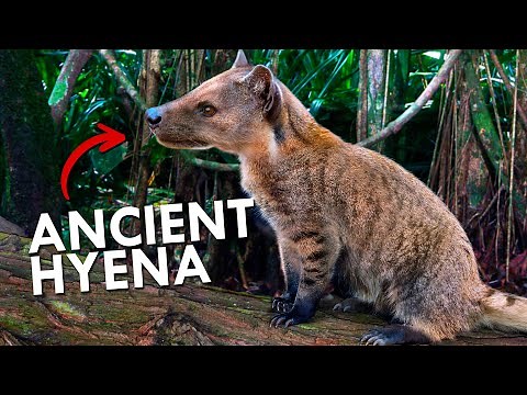 The Rise of Giant, Prehistoric Hyena-like Predators