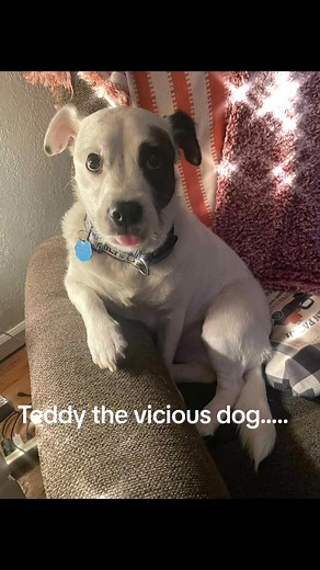 Teddy the vicious dog..... | Donna F Rust