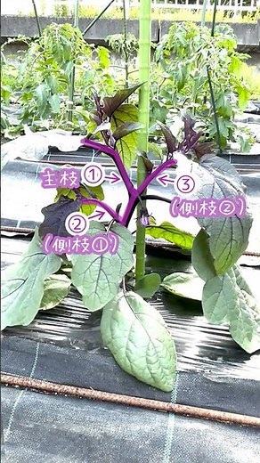 サントリー本気野菜『ナスの育て方 ナスの3本仕立て』37秒