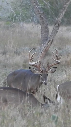 Incredible Buck Finds: A Year After His Heartbreaking End