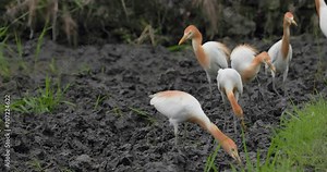 Egyptian herons eating insects in a field after plowing the land, 4k, 30fps