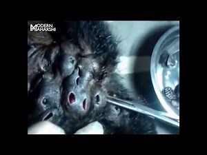 Huge botflies worms removal from Monkey