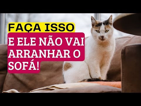 Gato Arranhando O Sofá: 7 Passos Simples Para O Seu Gato Não Arranhar O Sofá! ✅