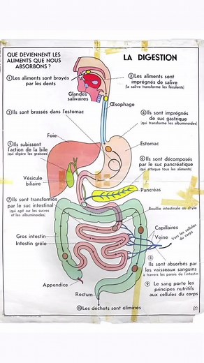 L’appareil digestif et la digestion expliqués