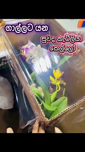 දියුණු වෙන්න‍, ඔයාගෙ නිර්මාණය‍,ඔයාගෙ style එක copy කරන තැනටම.🫢 ගාල්ල බලා ගිය ඕකිඩ්🥰 🌸🌼 අපව විශ්වාස කර කැට්ලියා මිලදී ගත් ඔබතුමියට බෙහෙවින් ම ස්තූතියි.🙈💞🫶🏻 📞 ⁨071 649 0135⁩ 📞 070 235 7000 •බුලුගොල්ලේ පිහිටි අපගේ වෙළෙඳ සැලට පැමිණ මිලදී ගැනීමට හැකි අතර ,කුරිය මගින් නිවසටම ගෙන්වා ගත හැක. 🚚📦 📍පැමින මිලදී ගන්නේ නම් ලිපිනය👇(විමසීම් කර පමණක් පැමිණෙන්න) ANJU FLORA Highway City ,Bulugolla Junction,Kurunegala . 🌍 Google location ✅ 💳card payment accepted •Whatsapp හෝ messenger හරහාද ඇනවුම් ක
