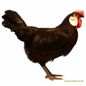 Minorca chicken - Alchetron, The Free Social Encyclopedia