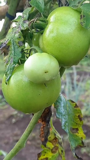 5.7K views · 175 reactions | Raised beds are a great way to create a...