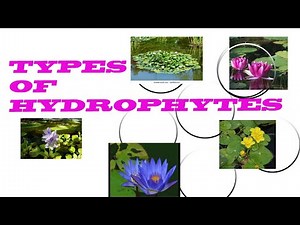 Types of hydrophytes || BIOLOGY ARTICLES AND MCQS ||