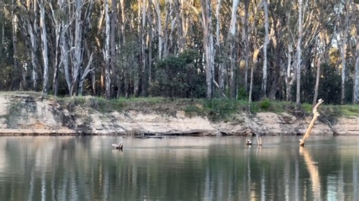 Tocumwal Town Beach NSW- an absolute bonus camp on the Murray ... another donation camp of $15 a night , with the added bonus of water taps and a toilet block. It is very much an arrive early camp and we were fortunate to score a great spot for the solar .. we had originally planned to stay 2 days but quickly extended to 4 . It was a short walk to town along the river and we had a great Eggs Benny at a recommended cafe in town ! #itsahardlife #endlessadventuresaustralia #zoelovescamping | Endles