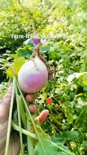 winter superfood 💜”turnip #song #punjabisong #superfoods