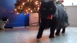 69K views · 3.4K reactions | How to steal ornaments off the Christmas tree.  | Shorty and Kodi | Facebook