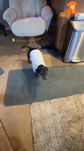 Australia’s most trusted ethical solution for constant barking 🐶🔇 Right now it’s 50% OFF — but stock won’t last. Secure yours today and take back your peace. Meet the safe, humane way to stop excessive barking — without shock, yelling, or expensive trainers. Our powerful ultrasonic bark control device gently grabs your dog’s attention and helps correct unwanted behaviour fast. Enjoy quiet mornings, stress-free evenings, and happier neighbours. | Quiet K9's Co.