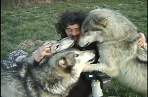 How to photograph wolves at Wolf Park.