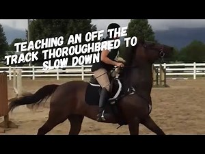 Part 2- Teaching an Off the Track Thoroughbred to slow down and relax