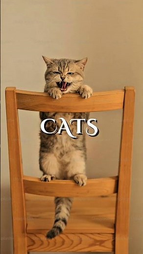 Cat-tastrophe of Laughter: Ultimate Funny Cat Videos & Hilarious Cat Fails! 😹 #cat