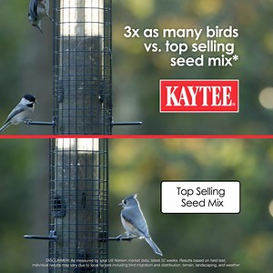 Turn your backyard into a bird haven with the little things that matter most - sunflower seeds, peanuts, cherries, and more in Kaytee's expert-crafted blend. 🏡🐦💫 | Kaytee