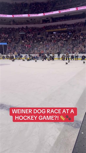 Weiner Dog Race at a Hockey Game