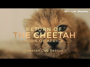 Cheetah Cub Rescue | Return of the Cheetah
