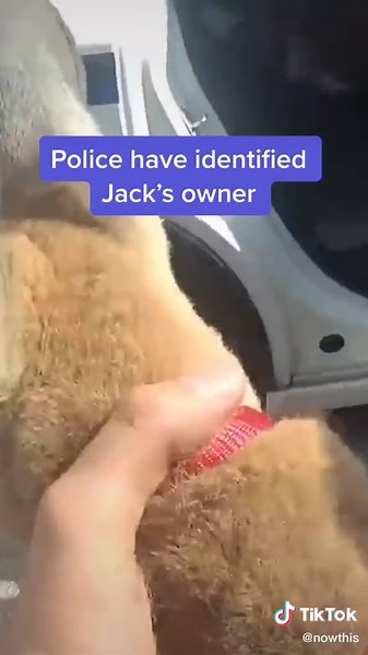 Kangaroo Crossing Caught on Camera in Florida