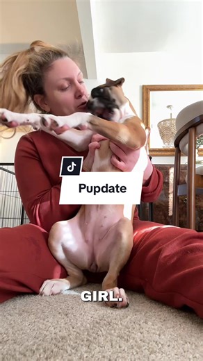 Boxer Puppy Update: Growth and Adventures