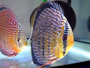 6.7K views · 181 reactions | Wild Royal Blue Discus - by Showdiscus | Discus Campus | Facebook