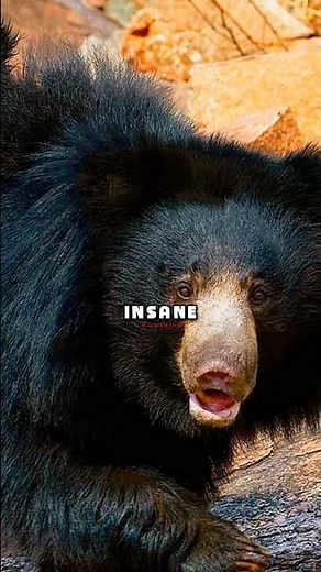 Forrest Galante Speaks On Who Wins A Fight Between A Sloth Bear And A Tiger