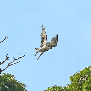 World Migratory Bird Day highlights the need for the conservation of migratory birds and their habitats. This year, the focus is on water and its importance in sustaining their lives. These animals traverse vast distances, connecting ecosystems across continents. Among their landscape of migration are mangrove forests. Apart from being highly efficient at absorbing carbon dioxide from the atmosphere, mangroves offer migratory birds suitable resting and roosting sites along their migration routes