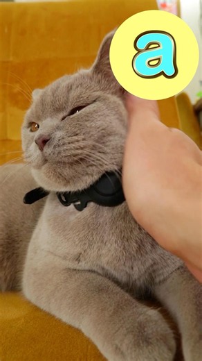 A-Z Soft Cuddly 🐱 #abcd #kidssongs #kidsvideo #song #children #kids #toddlers #explore #fun #learn