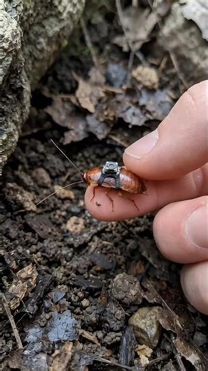 Inside a Cockroach Nymph Tunnel #shorts #wildlife #youtubeshorts #ytshorts #trending