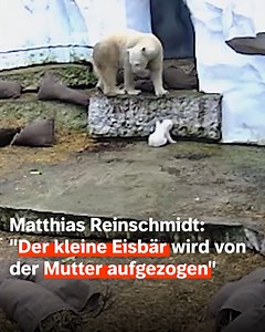 Echte Mutterliebe! ❤️🐾 Ein kleiner Eisbär wächst im Zoo Karlsruhe auf – und das möglichst natürlich mit seiner Mama. Zoodirektor Matthias Reinschmidt gibt spannende Einblicke! | SWR