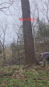 83K views · 566 reactions | Should be worth a dollar or 2  #missourilogging #missouritimber #blackwalnut #logging #Missouri #walnut #veneer | Gauldin Logging LLC | Facebook