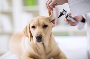 How To Get A Bug Out Of A Dog's Ear - Cuteness