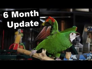 Severe Macaw Training Update After 6 Months