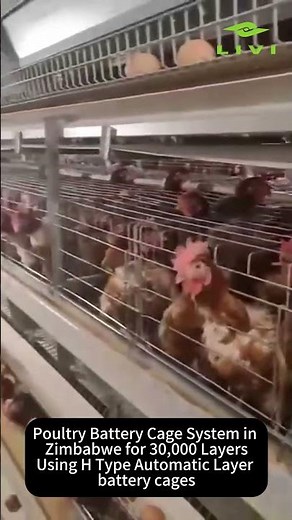 Poultry Battery Cage System in Zimbabwe for 30,000 Layers | Livi Machinery