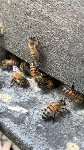 Mesmerizing Pollen Collection ✨🐝 | A Bee's Daily Grind