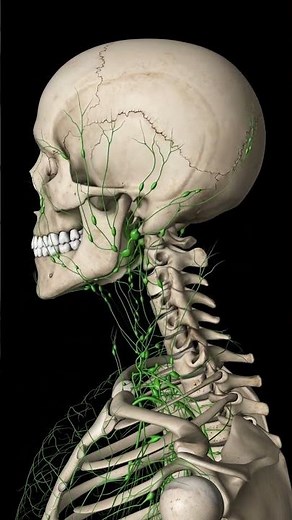 Neck Lymphatic System Animation in 4K | Cervical Spine Movement Explained