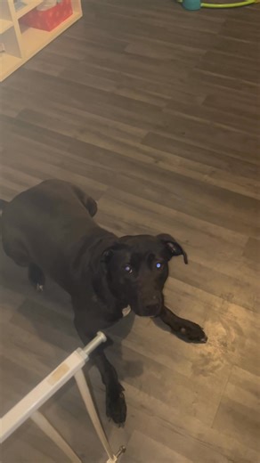 A basic impulse control exercise that definitely helped my own dog. If you have a dog that is pushy at meal times try this. Get them to sit as you put the bowl down, if they move bring the bowl up only once there sitting release them to eat. Lunar has done this for over a year she knows the drill, and the down is now automatic. I don’t require eye contact just that she waits patiently for a moment till she’s released with a verbal cue. | Urban wolf dog training